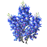 bbonnet